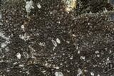 Septarian Dragon Egg Geode - Black Crystals #109967-2